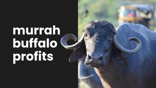 Course Trailer: Murrah Buffalo Farming - Earn Up To 1 Lakh Per Month!. Watch to know more.