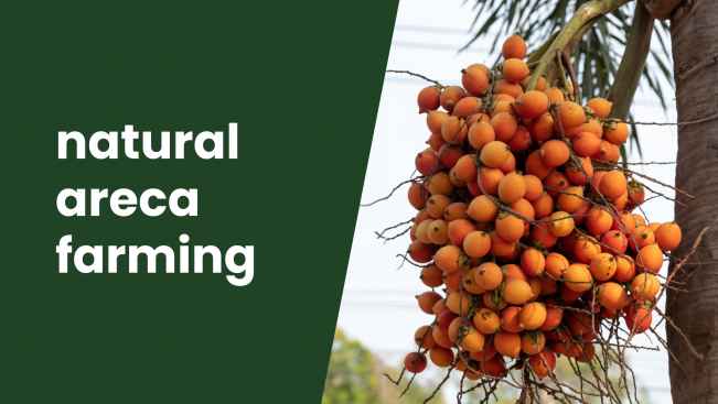 Course Trailer: Organic Areca Farming. Watch to know more.
