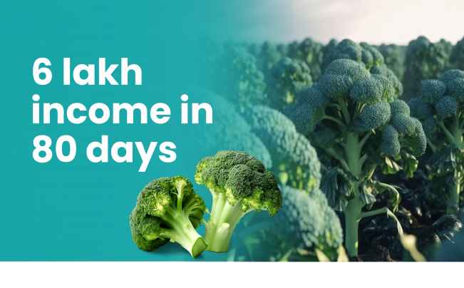 Course Trailer: Broccoli Farming Course – Earn 6 lakh per acre in 80 days. Watch to know more.