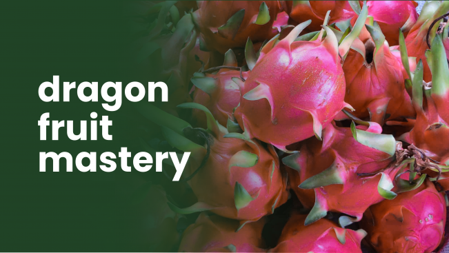 Course Trailer: Dragon Fruit Farming Course - Yield 36 tons on 3 acres. Watch to know more.