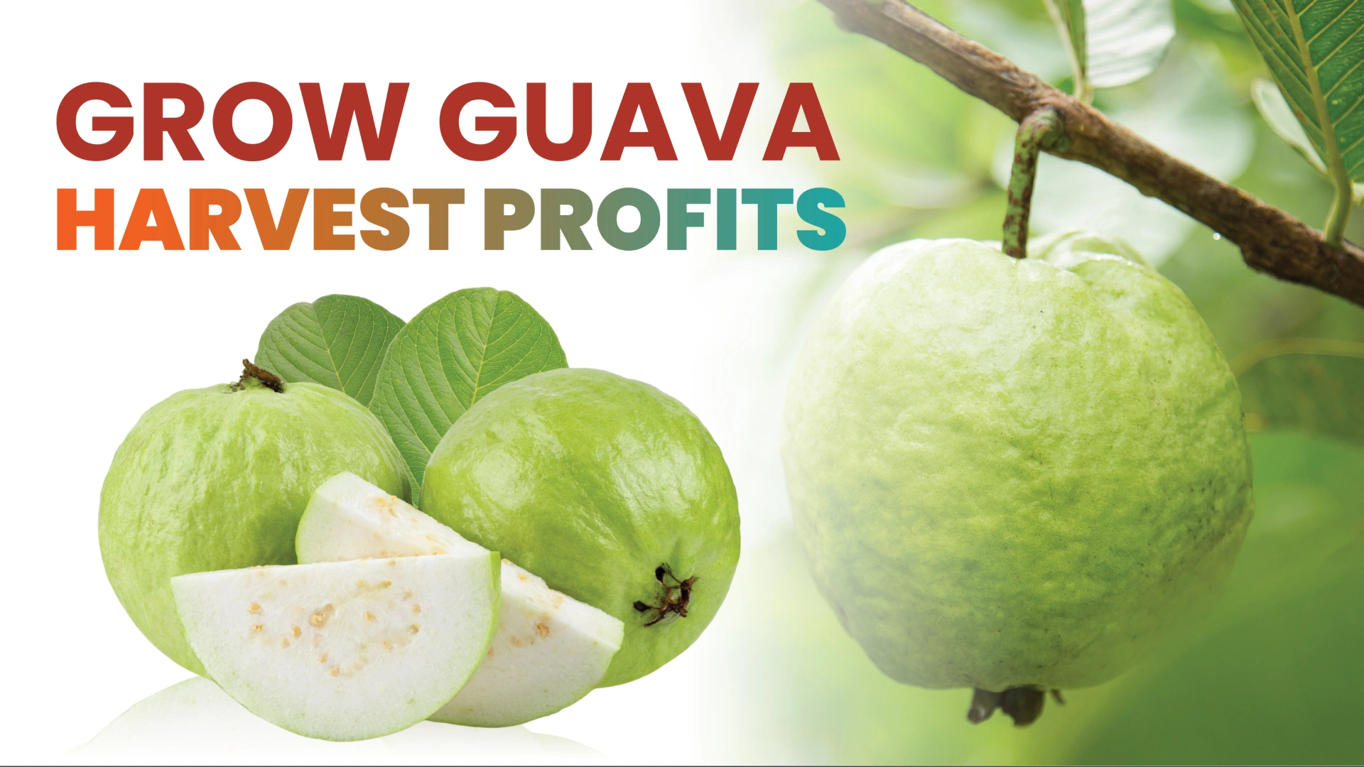 Course Trailer: Taiwan Guava Course - 26 lakhs profit in 24 Gunta. Watch to know more.