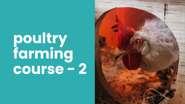 Course Trailer: Poultry Farming Course – Earn up to 90000 rupees every 40 days. Watch to know more.