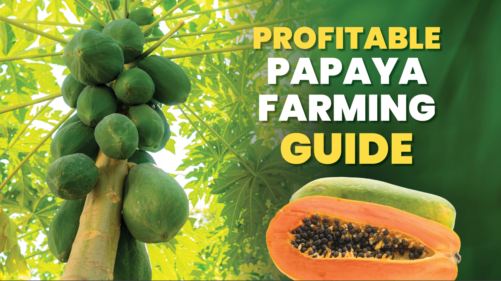 Course Trailer: Papaya farming - Earn up to 3 lakh profit per acre. Watch to know more.