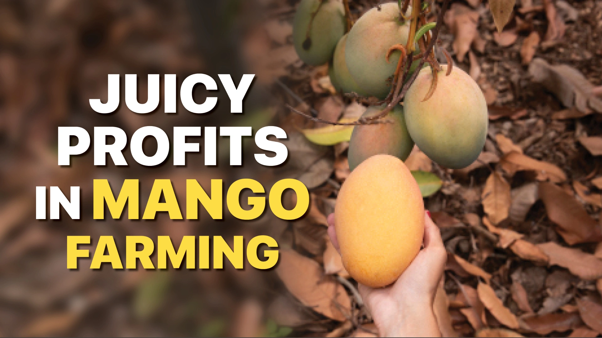 Course Trailer: Organic Mango Farming Course - Earn up to Rs. 12 lakh per annum. Watch to know more.