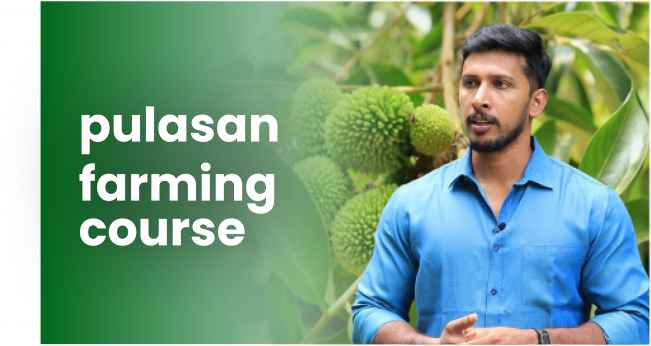 Course Trailer: Pulasan Farming Course- Earn up to Rs 2-3 Lakhs per acre!. Watch to know more.