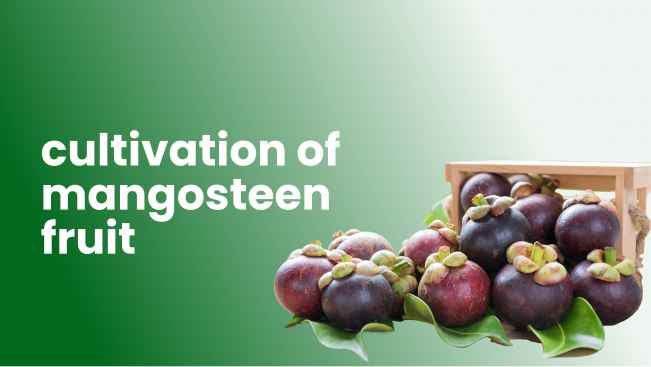 Course Trailer: Mangosteen Fruit Farming Course- Earn up to 1.5 Lakhs per acre!. Watch to know more.