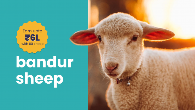 Course Trailer: Bandur Sheep Farming Course - Earn upto Rs 6 Lakh with 60 Sheep. Watch to know more.