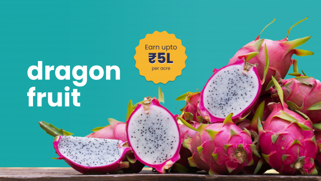 Course Trailer: Dragon Fruit Farming Course- Earn 4-5 Lakhs per annum!. Watch to know more.