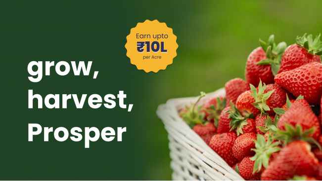 Course Trailer: Strawberry Farming- Earn Up To 10 Lakh Per Acre of Land. Watch to know more.