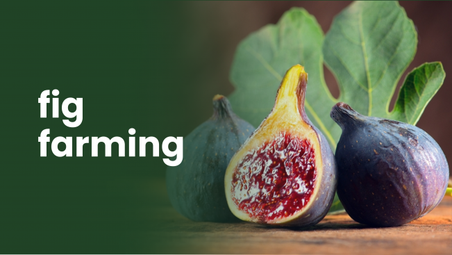 Course Trailer: Fig Farming Course - Earn Up to 9 Lakhs Per Acre!. Watch to know more.