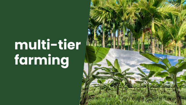 Course Trailer: 5 layer Farming- Earn over 10 Lakh per year. Watch to know more.