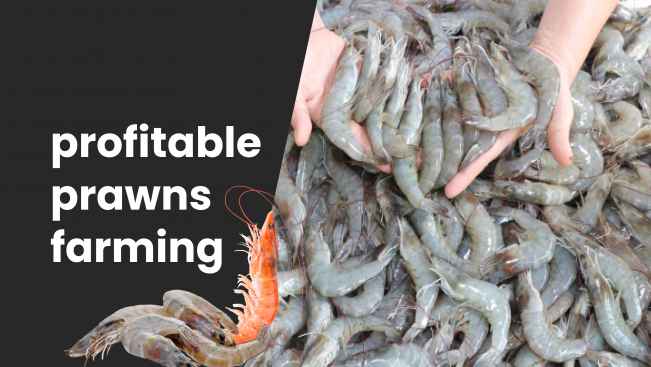 Course Trailer: Prawns Farming - Earn 14 Lakh Profit/Hectare/Year. Watch to know more.
