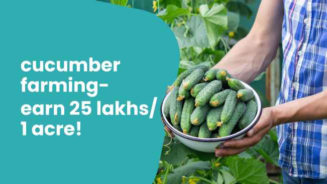 Cucumber Farming Course-Earn 25 lakhs from 1 acre per year - Online course on ffreedom app