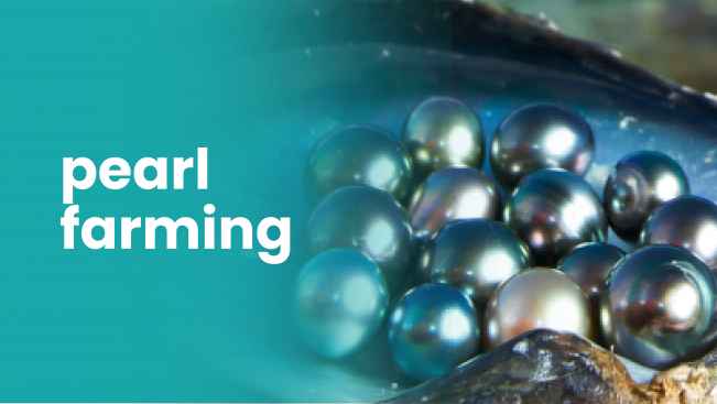 Course Trailer: Start a Profitable Pearl Farming: Earn Up to 50L per Year. Watch to know more.