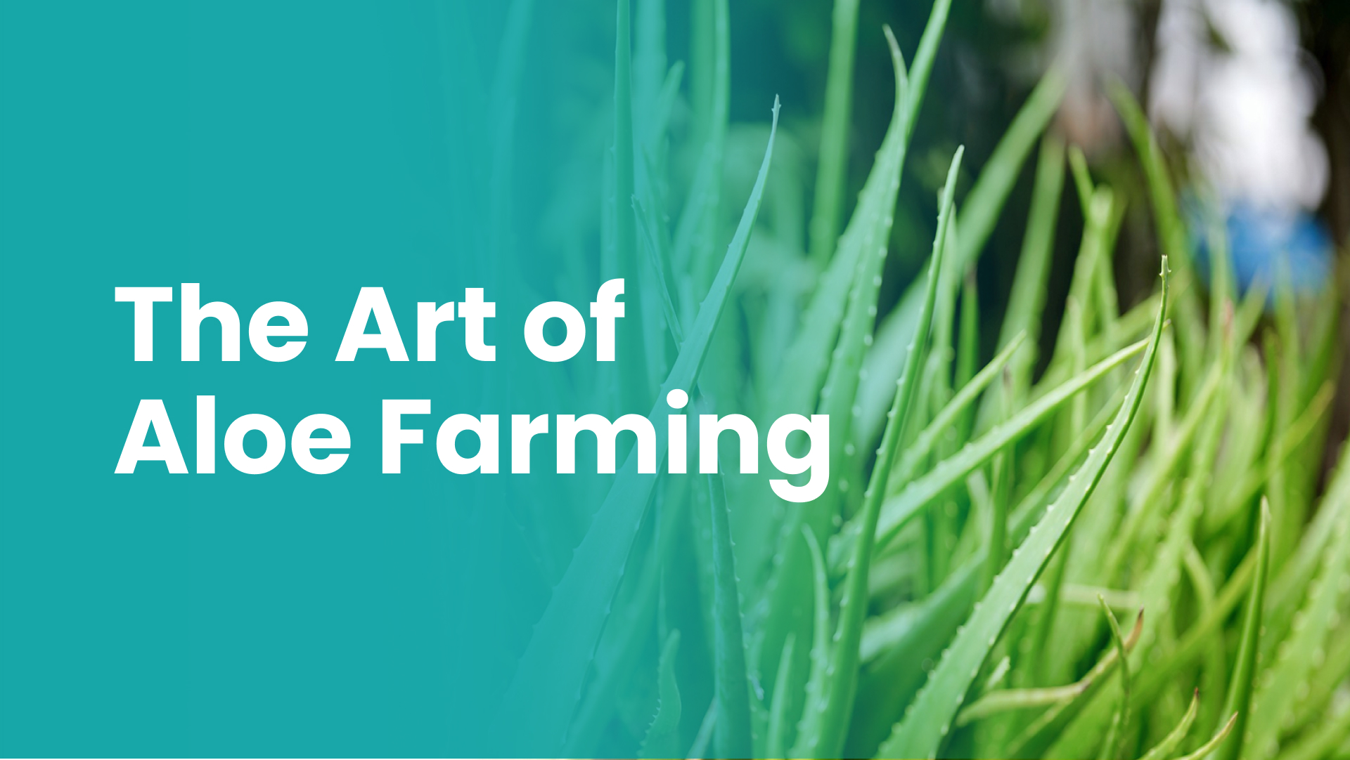 Course Trailer: Agripreneurship: Aloe Vera Farming & Value Addition -Earn 20 Lakh/year. Watch to know more.