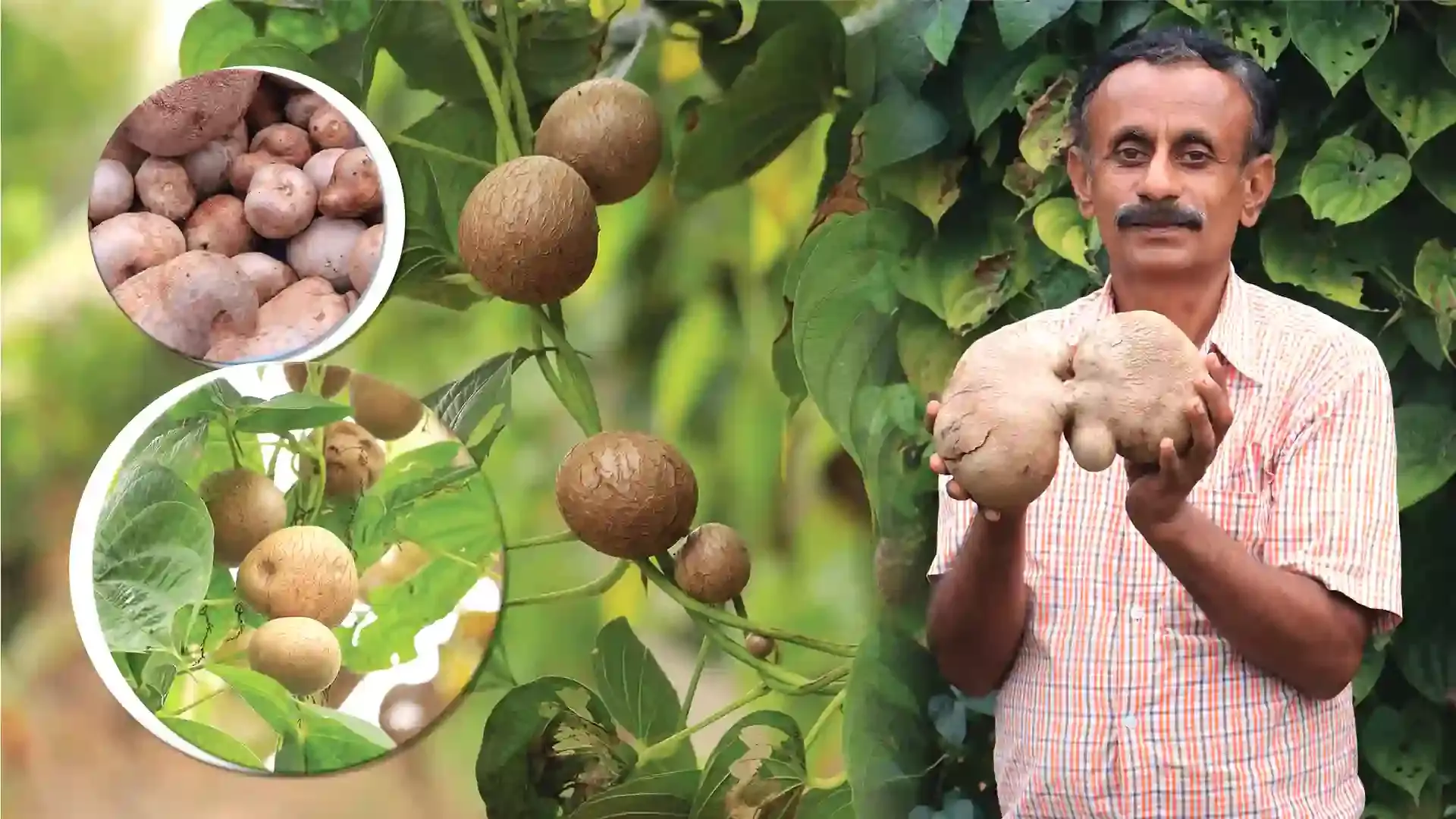 Course Trailer: Air Potato Farming - Earn Rs. 7 Lakh Per Acre Per Year!. Watch to know more.