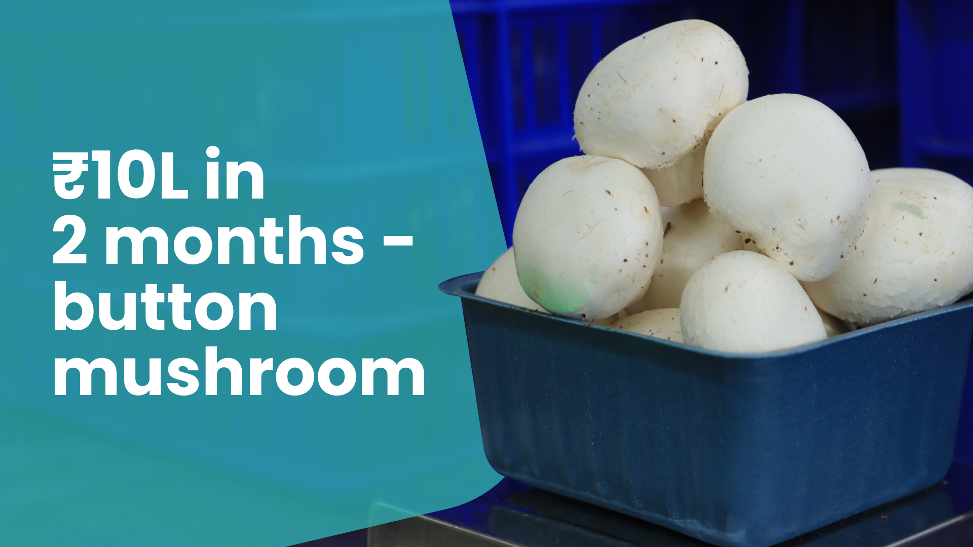 Course Trailer: Button Mushroom Farming : Earn ₹10 Lakh in 2 Months. Watch to know more.