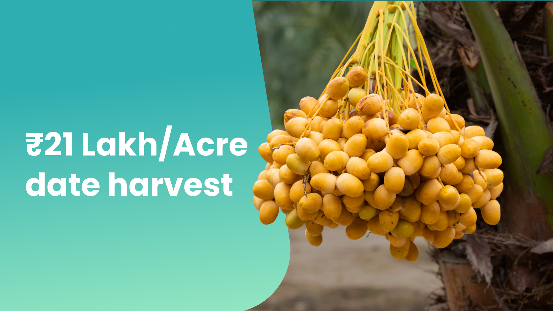 Course Trailer: Earn ₹21 Lakh per Acre with Dates Farming. Watch to know more.