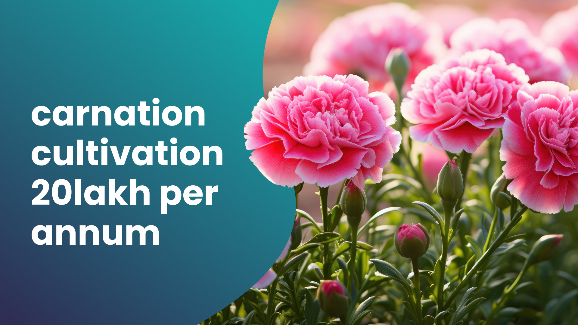 Course Trailer: Earn up to 20 Lakh per year in Carnation Flower Farming from 1/4 acre. Watch to know more.