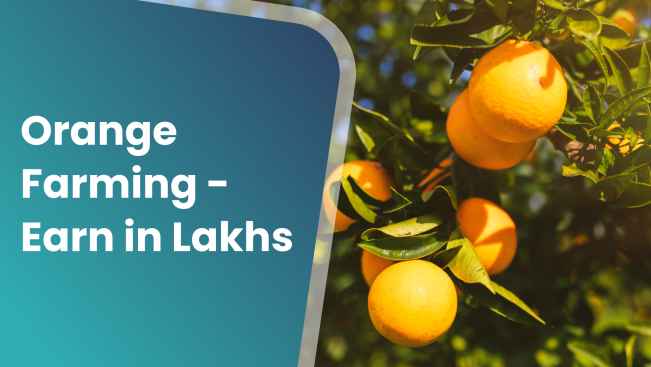 Course Trailer: Orange Farming Course - Earn In Lakhs. Watch to know more.