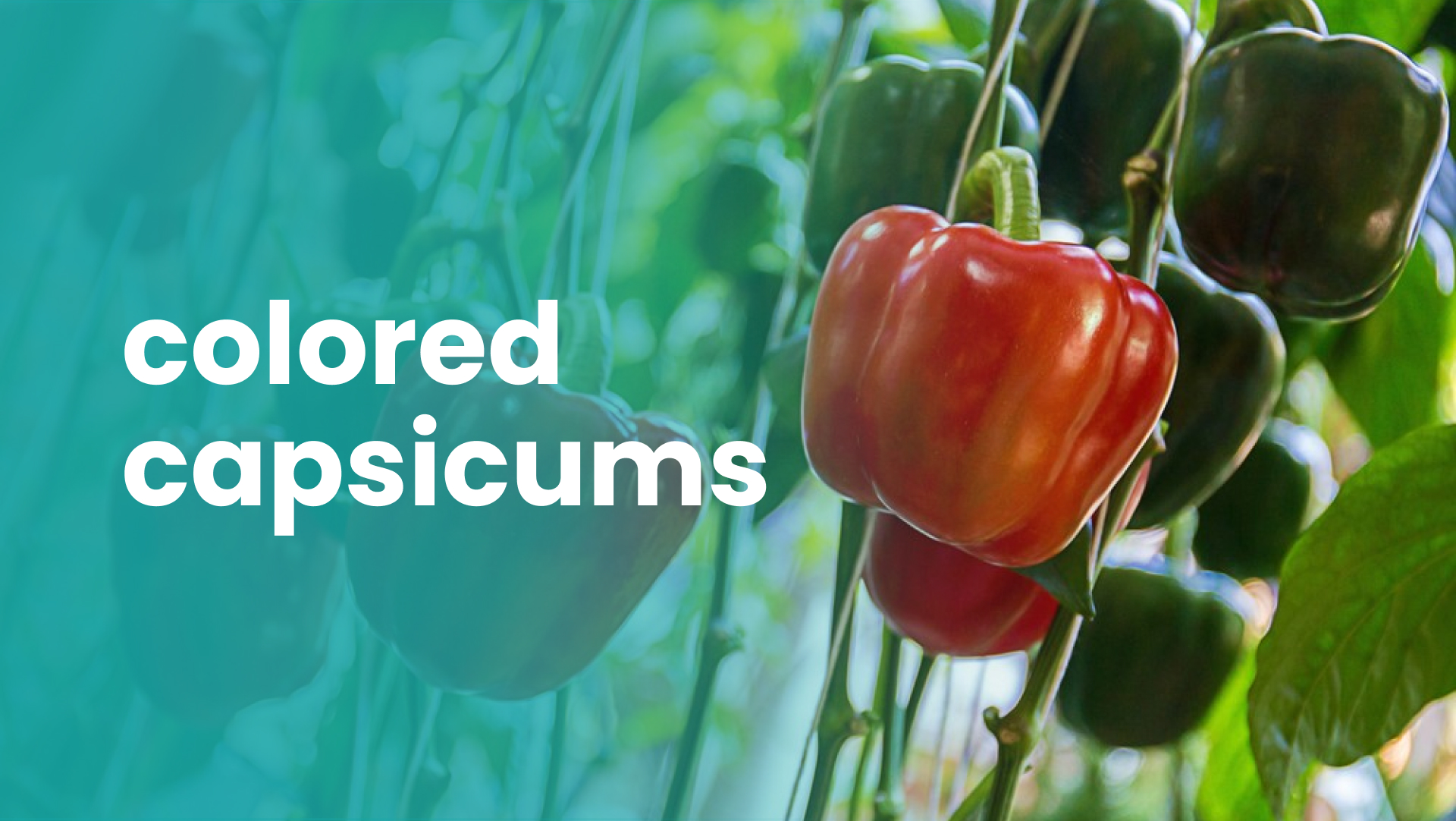 Course Trailer: Polyhouse Capsicum Farming: Earn 50 Lakhs/Year in 1 Acre. Watch to know more.