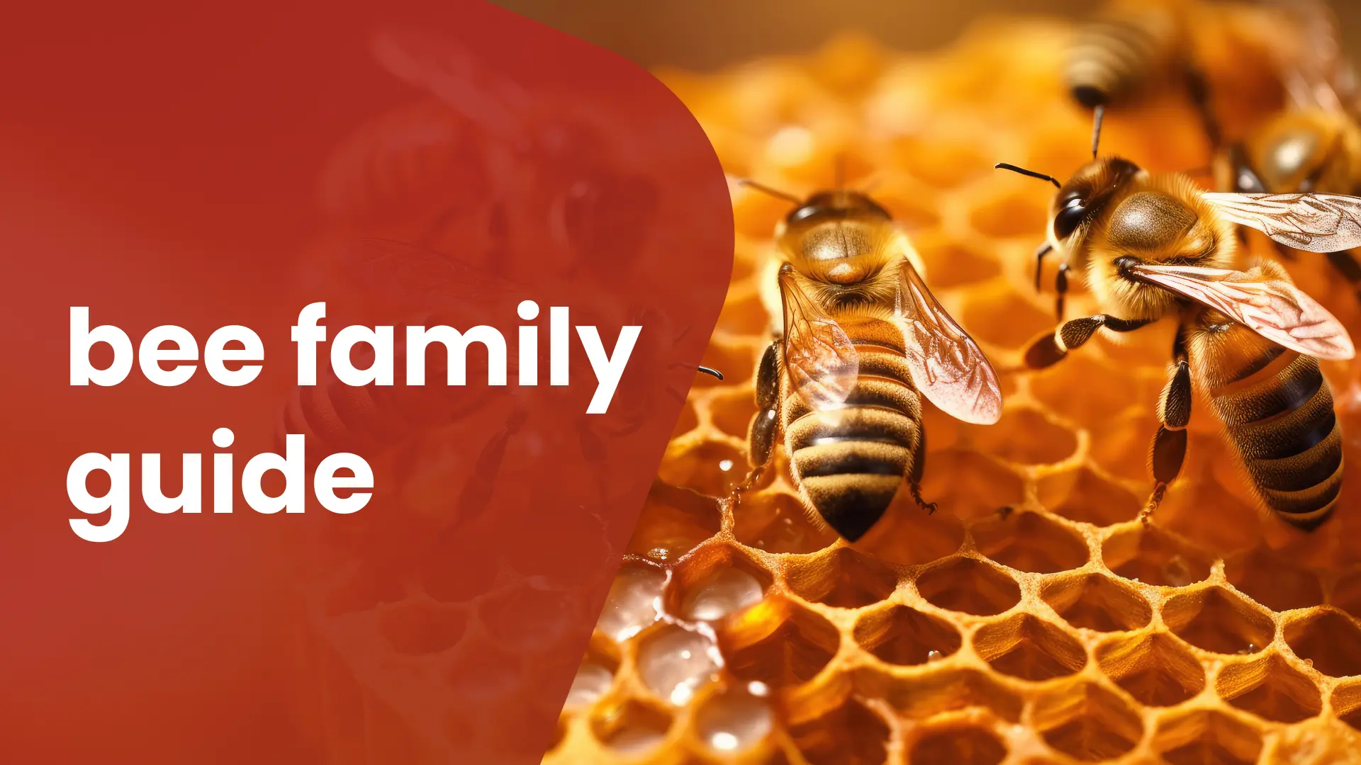 Course Trailer: Practical Guide to Honey Bee Family Separation & Management. Watch to know more.