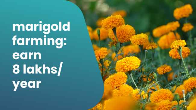 Course Trailer: Marigold Farming & Value-Addition Secrets: Earn 8 Lakhs per Acre. Watch to know more.