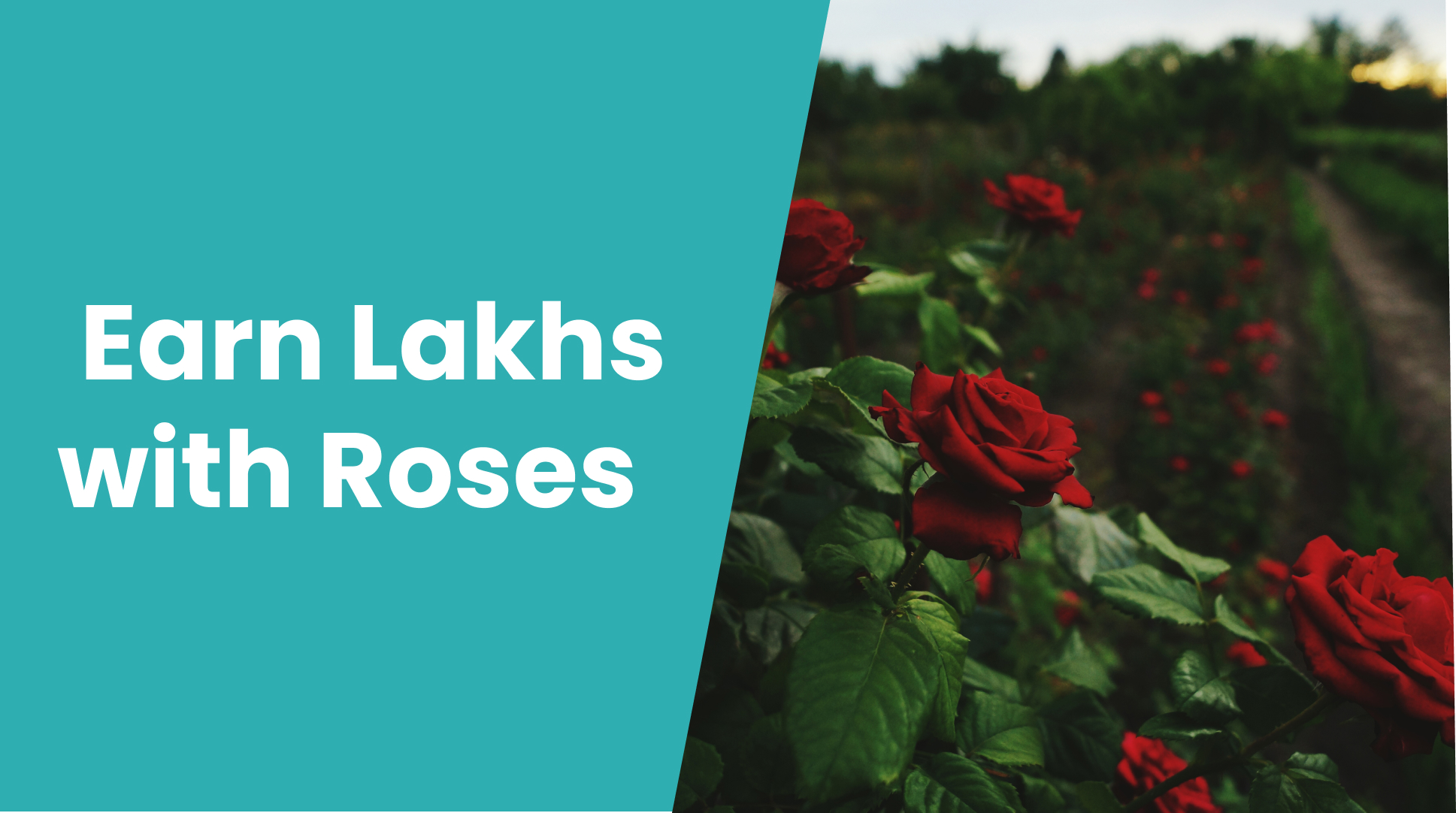 Course Trailer: Rose Farming Course - Earn up to ₹10-12 lakhs per year. Watch to know more.