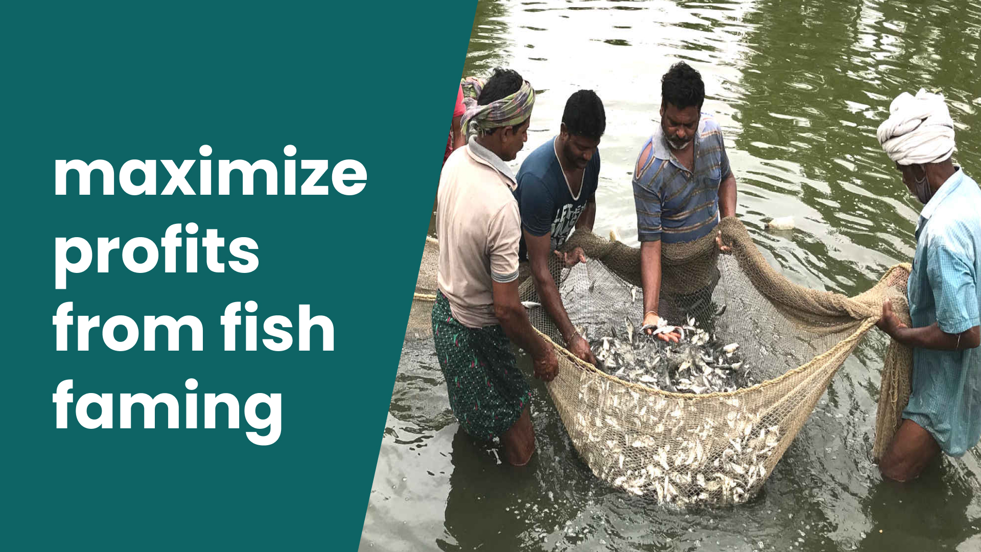 Course Trailer: Start a successful Fish Farming: Earn upto 20 Lakhs per year. Watch to know more.