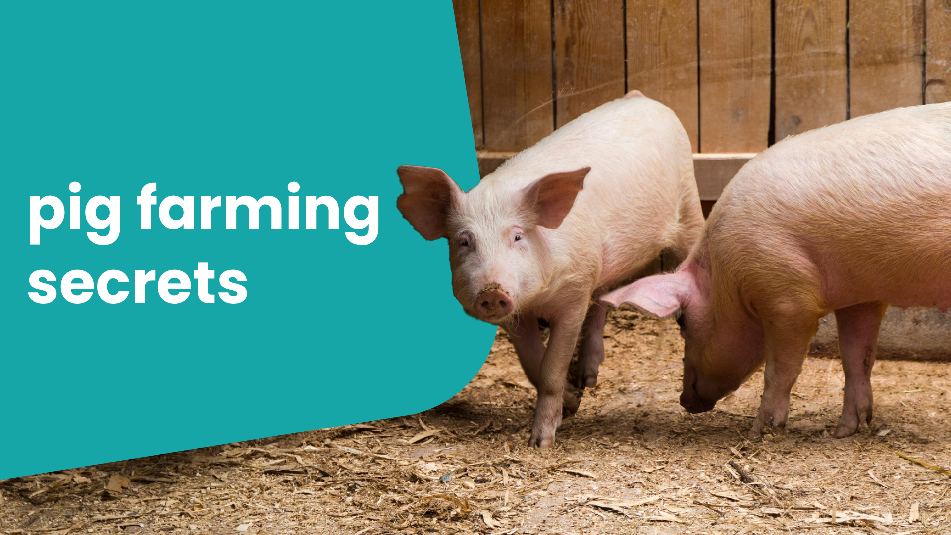 Course Trailer: The Ultimate Guide to Successful Breeding & Reproduction in Pig Farming. Watch to know more.