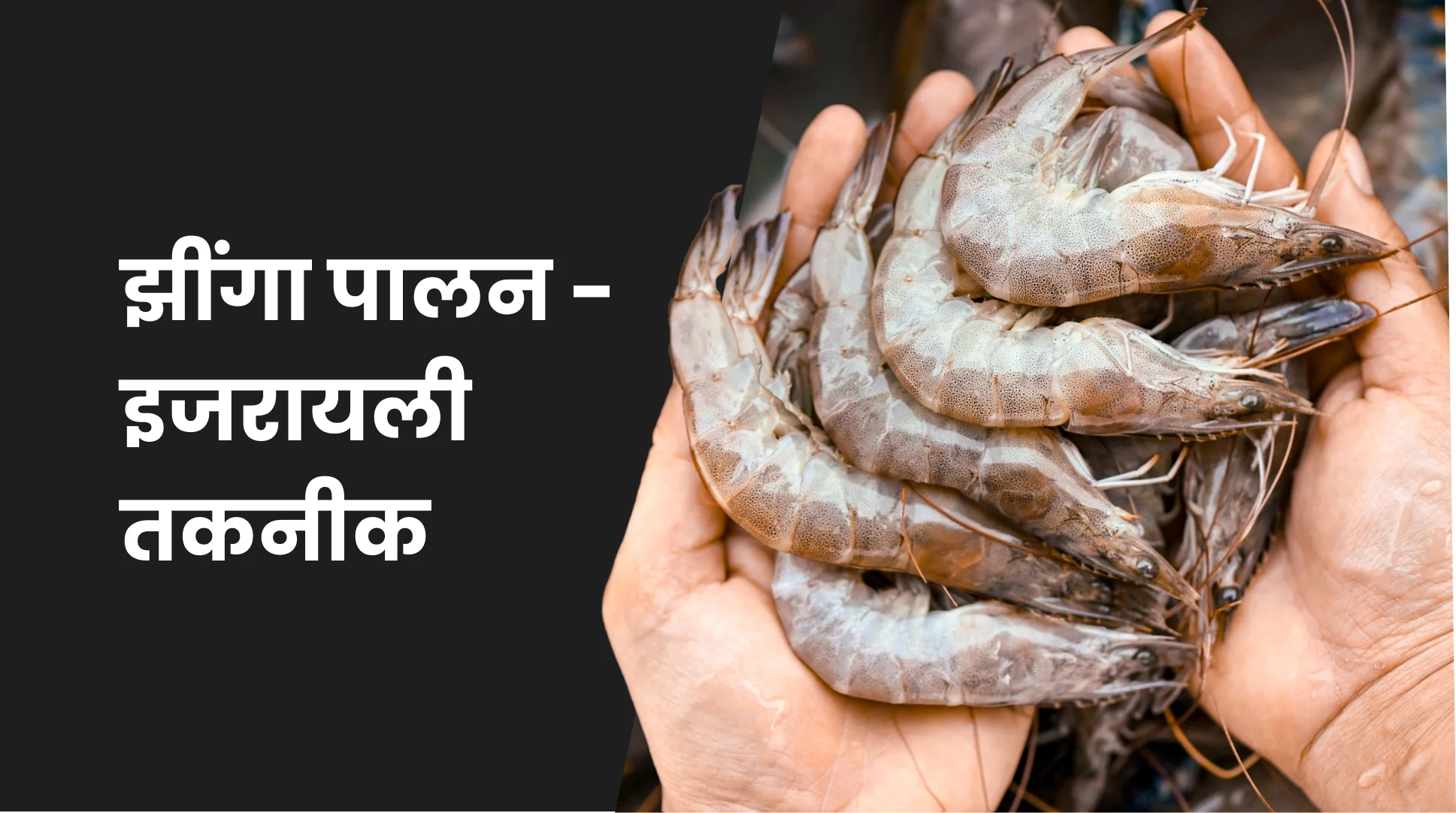 How To Start Prawns Farming In India?