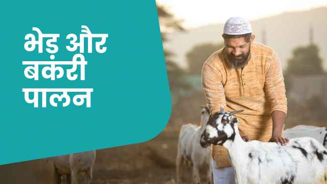 कोर्स ट्रेलर: भेड़ और बकरी पालन कोर्स- सालाना ₹1 करोड़ कमाएं। अधिक जानने के लिए देखें।