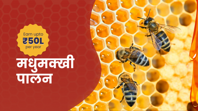 कोर्स ट्रेलर: मधुमक्खी पालन पाठ्यक्रम - प्रति वर्ष 50 लाख से अधिक कमाएं। अधिक जानने के लिए देखें।