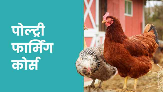 कोर्स ट्रेलर: मुर्गी पालन कोर्स - प्रति वर्ष ₹24 लाख कमाएं। अधिक जानने के लिए देखें।