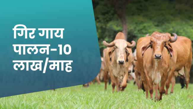 कोर्स ट्रेलर: गिर गाय पालन से प्रति माह ₹10 लाख कमाएं। अधिक जानने के लिए देखें।