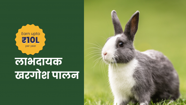 कोर्स ट्रेलर: खरगोश का फार्म बनाएं और हर बैच से ₹3 लाख कमाएं। अधिक जानने के लिए देखें।