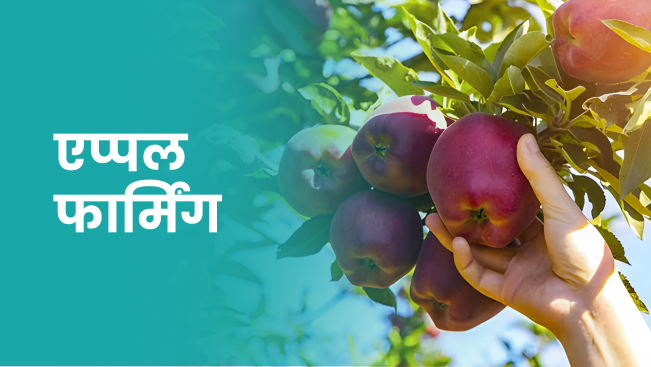 कोर्स ट्रेलर: सेब की खेती का कोर्स- 9 लाख प्रति एकड़ मुनाफा!। अधिक जानने के लिए देखें।