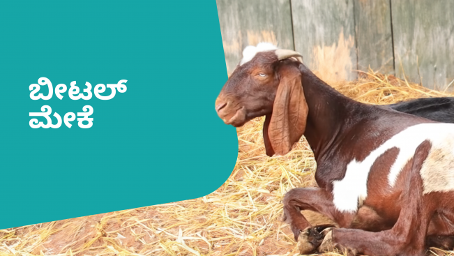 Beetal goat farming course video