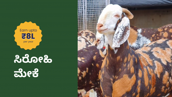 Sirohi goat farming course video