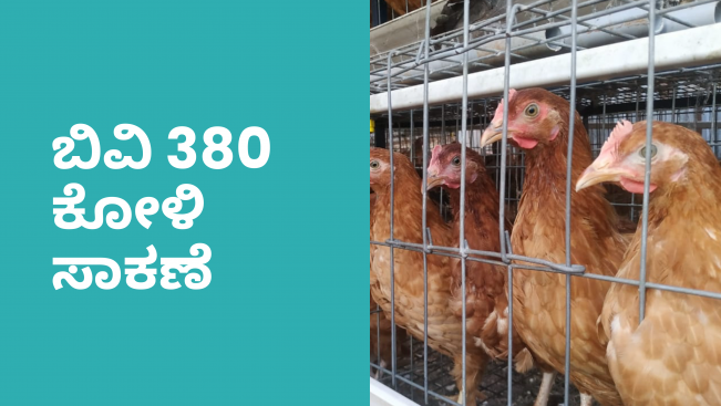 How to Start a BV 380 Poultry Farming in India?