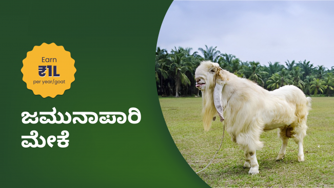 Jamunapari goat farming course video