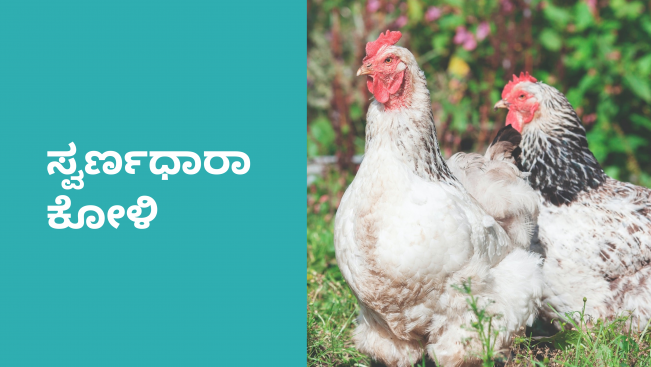 Swarnadhara Chicken Farming Video