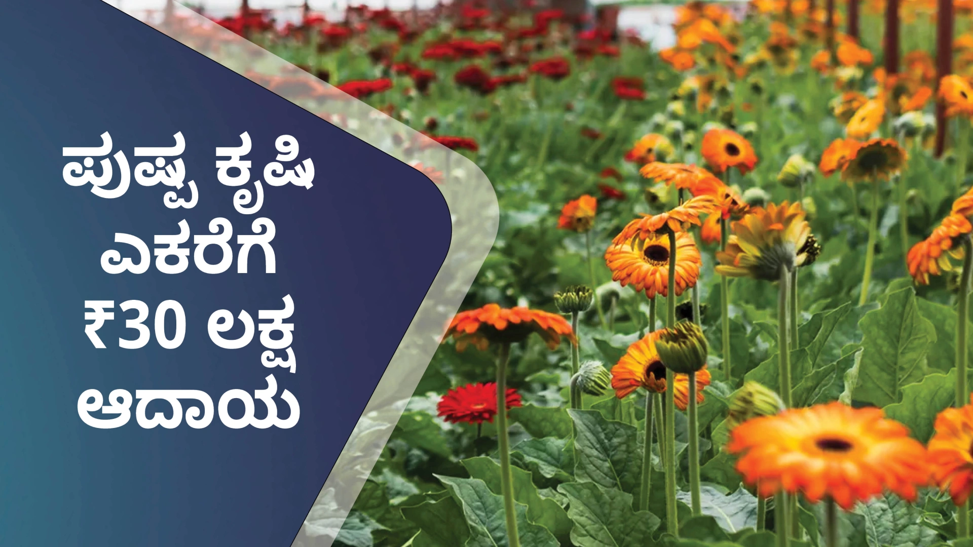 ಕೋರ್ಸ್ ಟ್ರೈಲರ್: ಪ್ಲೋರಿಕಲ್ಚರ್‌ ಕೃಷಿ - ಎಕರೆಗೆ 30 ಲಕ್ಷದವರೆಗೆ ಗಳಿಸಿ. ಇನ್ನಷ್ಟು ತಿಳಿಯಲು ವೀಕ್ಷಿಸಿ.