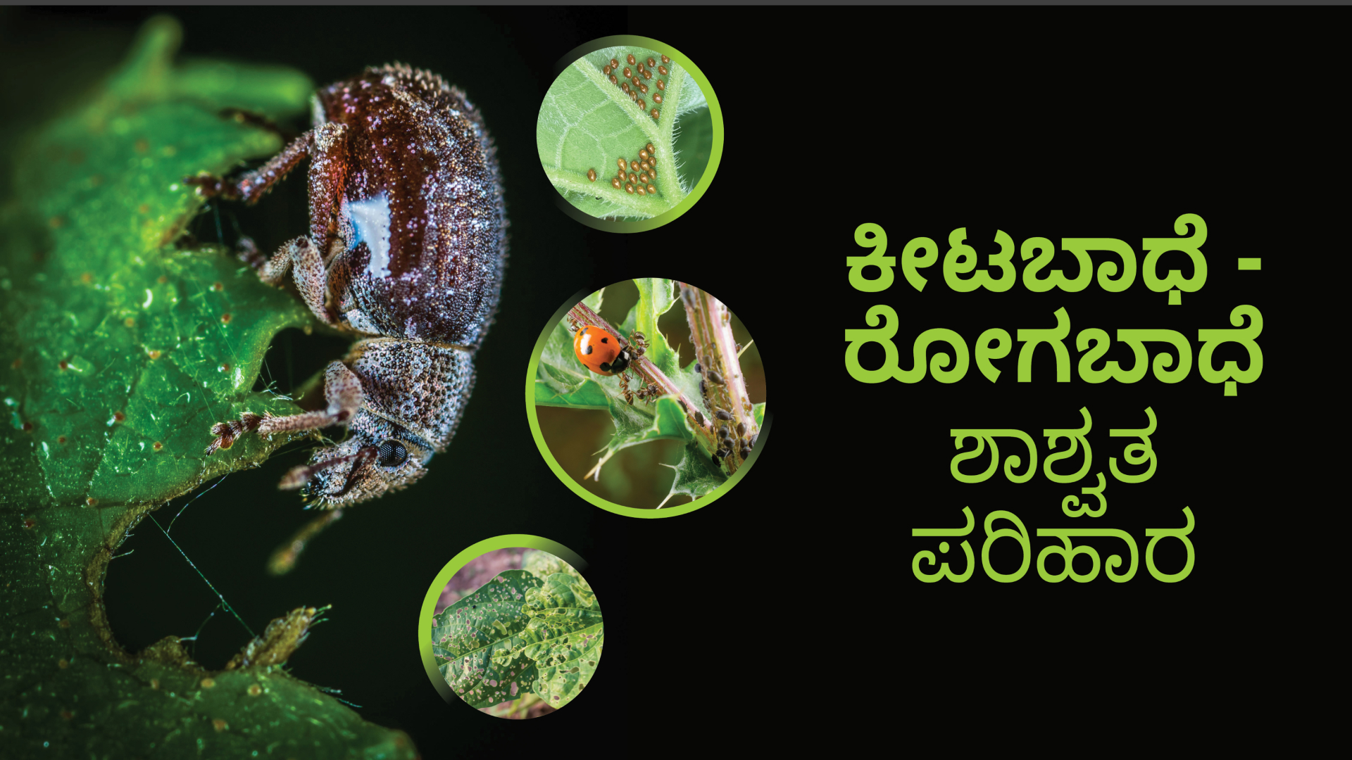 ಕೋರ್ಸ್ ಟ್ರೈಲರ್: ಕೃಷಿಯಲ್ಲಿ ಕೀಟ ಮತ್ತು ರೋಗ ನಿಯಂತ್ರಣ – ಕೃಷಿ ವಿ ವಿ ತಜ್ಞರಿಂದ ಕಲಿಯಿರಿ!. ಇನ್ನಷ್ಟು ತಿಳಿಯಲು ವೀಕ್ಷಿಸಿ.