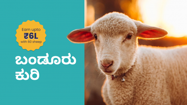 Bandur Sheep Farming Course Video