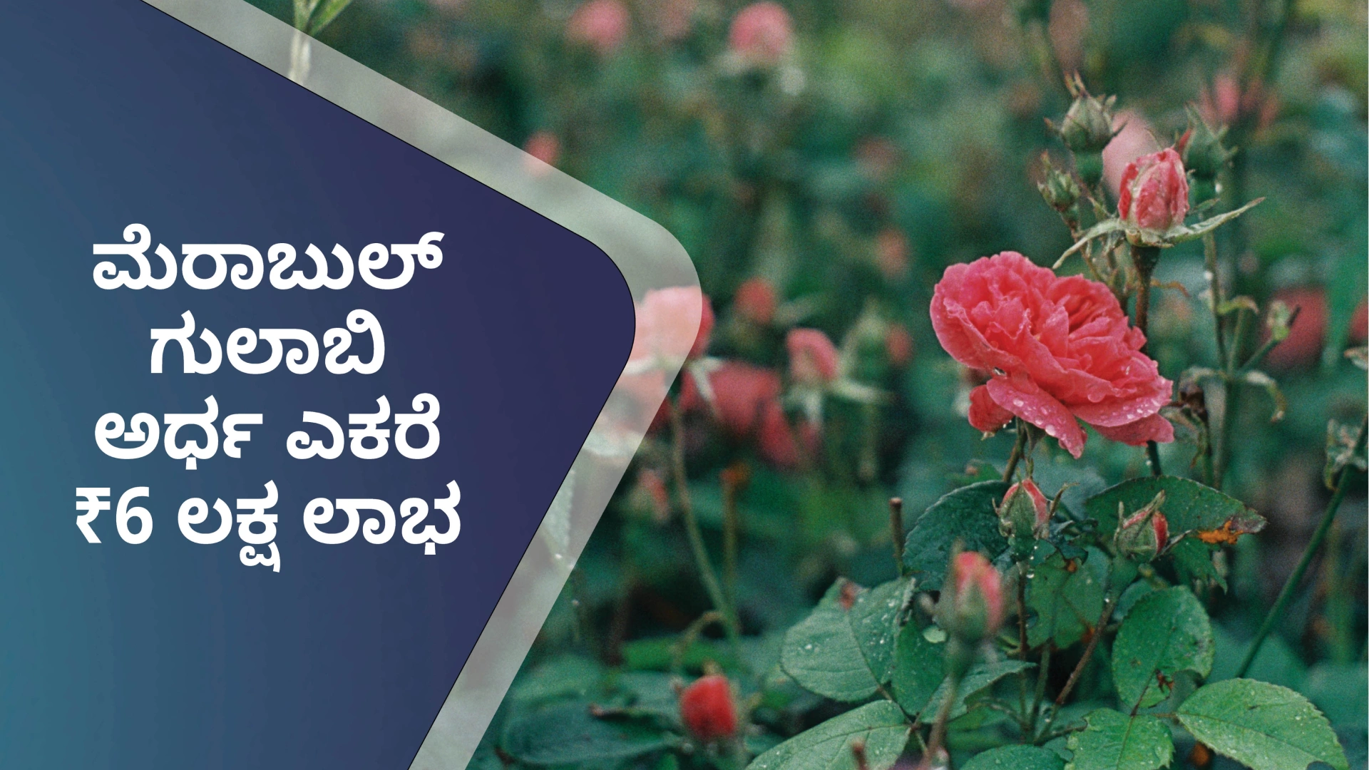 ಕೋರ್ಸ್ ಟ್ರೈಲರ್: ಮೆರಾಬುಲ್ ಗುಲಾಬಿ ಕೃಷಿ ಕೋರ್ಸ್ – ಅರ್ಧ ಎಕರೆ 6 ಲಕ್ಷ ಲಾಭ! . ಇನ್ನಷ್ಟು ತಿಳಿಯಲು ವೀಕ್ಷಿಸಿ.