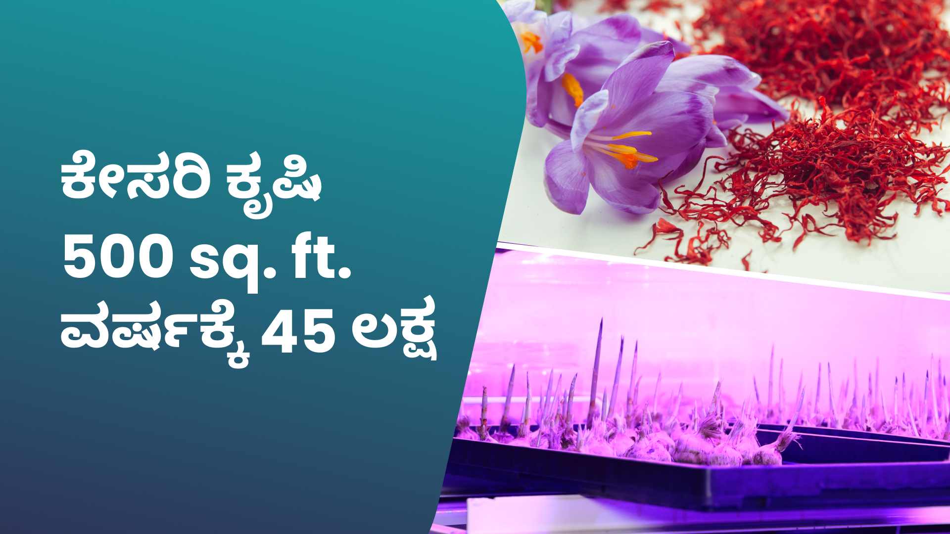 saffron farming earn up to 45 lakh profityear in just 500 sq ft sp Kannada web