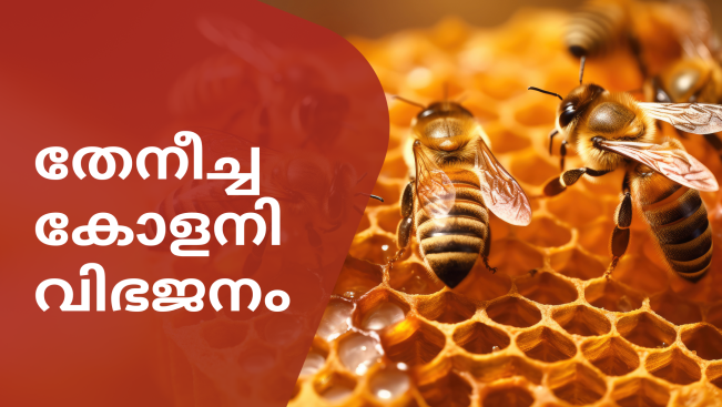 കോഴ്‌സ് ട്രെയിലർ: തേനീച്ച കോളനി വിഭജനത്തിനും മാനേജ്മെൻ്റിനുമുള്ള പ്രായോഗിക ഗൈഡ്. കൂടുതൽ അറിയാൻ കാണുക.