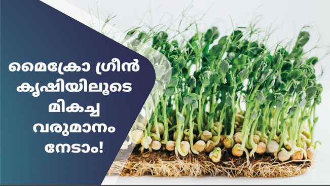 Course Trailer: Microgreen Farming Course- Earn up to Rs 50000 per month. Watch to know more.