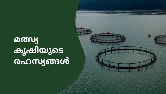 കോഴ്‌സ് ട്രെയിലർ: കൂട് വളർത്തൽ മത്സ്യകൃഷി - ഒരു കൂടിൽ നിന്ന് വർഷം 3.5 ലക്ഷം ലാഭം നേടു. കൂടുതൽ അറിയാൻ കാണുക.